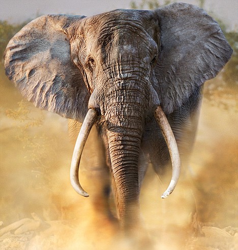 A bull elephant kicks up the dust in South Africa.safari_alamy_A149DA.jpg